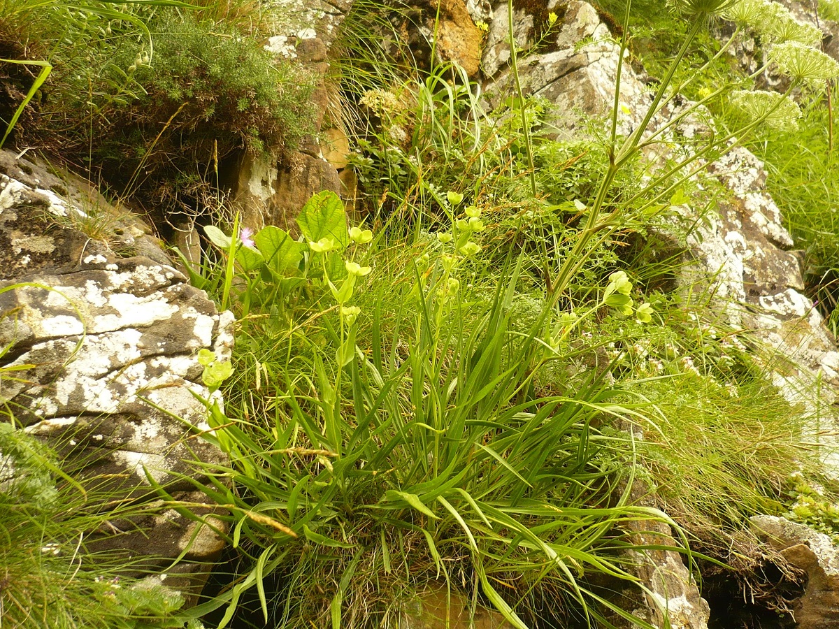 Bupleurum angulosum var. angulosum (Apiaceae)
